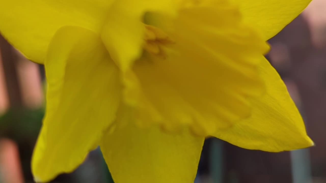 Daffodils