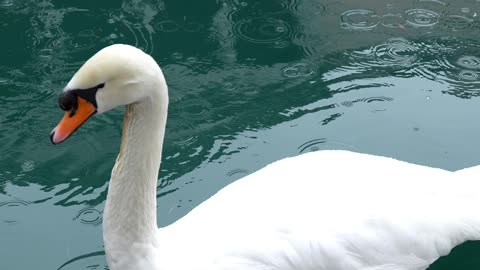 Nature and Animals