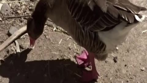 goose