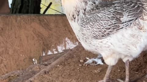 Ameraucana
