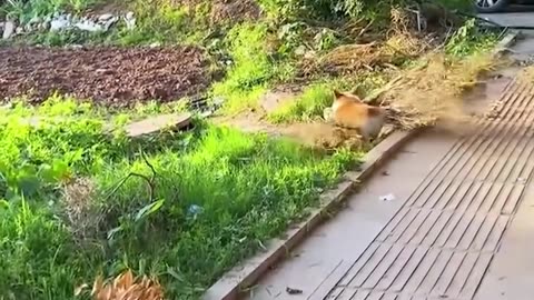 Puppy Makes An Adorable Mistake! 🥺😅