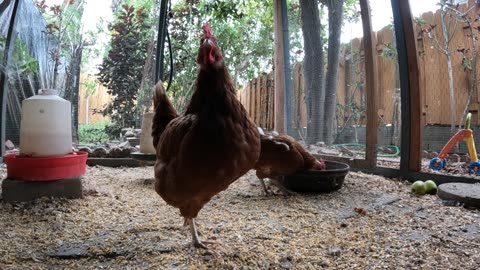 Backyard Fun Continuous Sounds Noises Hens Roosters!