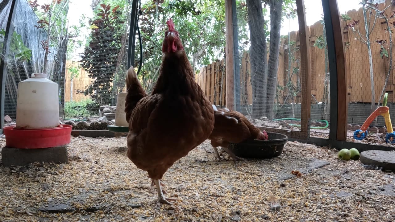 Backyard Fun Continuous Sounds Noises Hens Roosters!