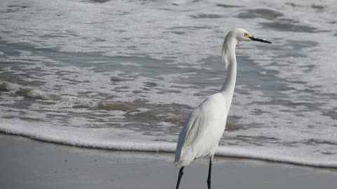 White Heron Egret