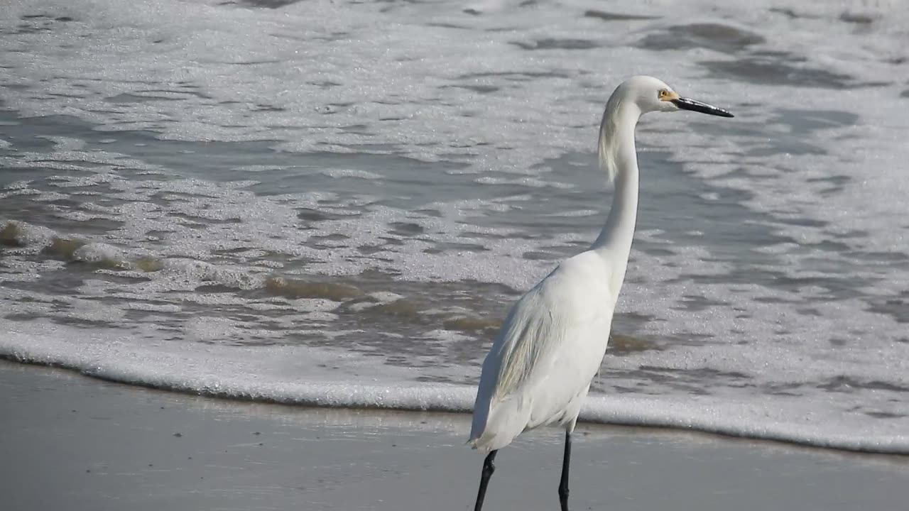 White Heron Egret