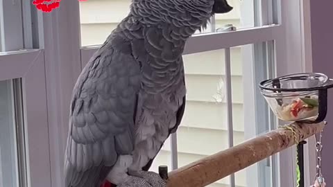 parrot says big big kiss! too cute!😂