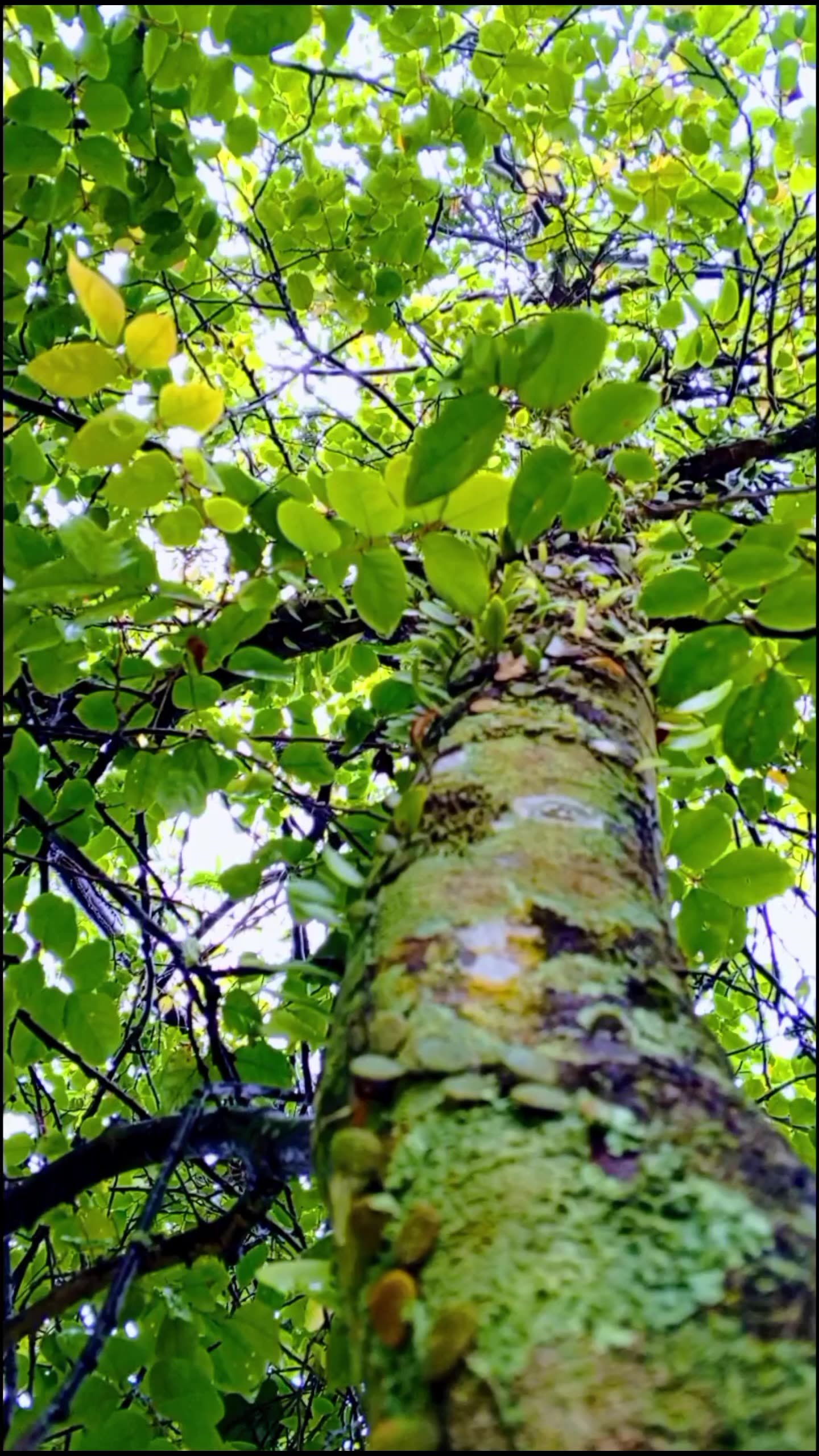 A very beautiful tree