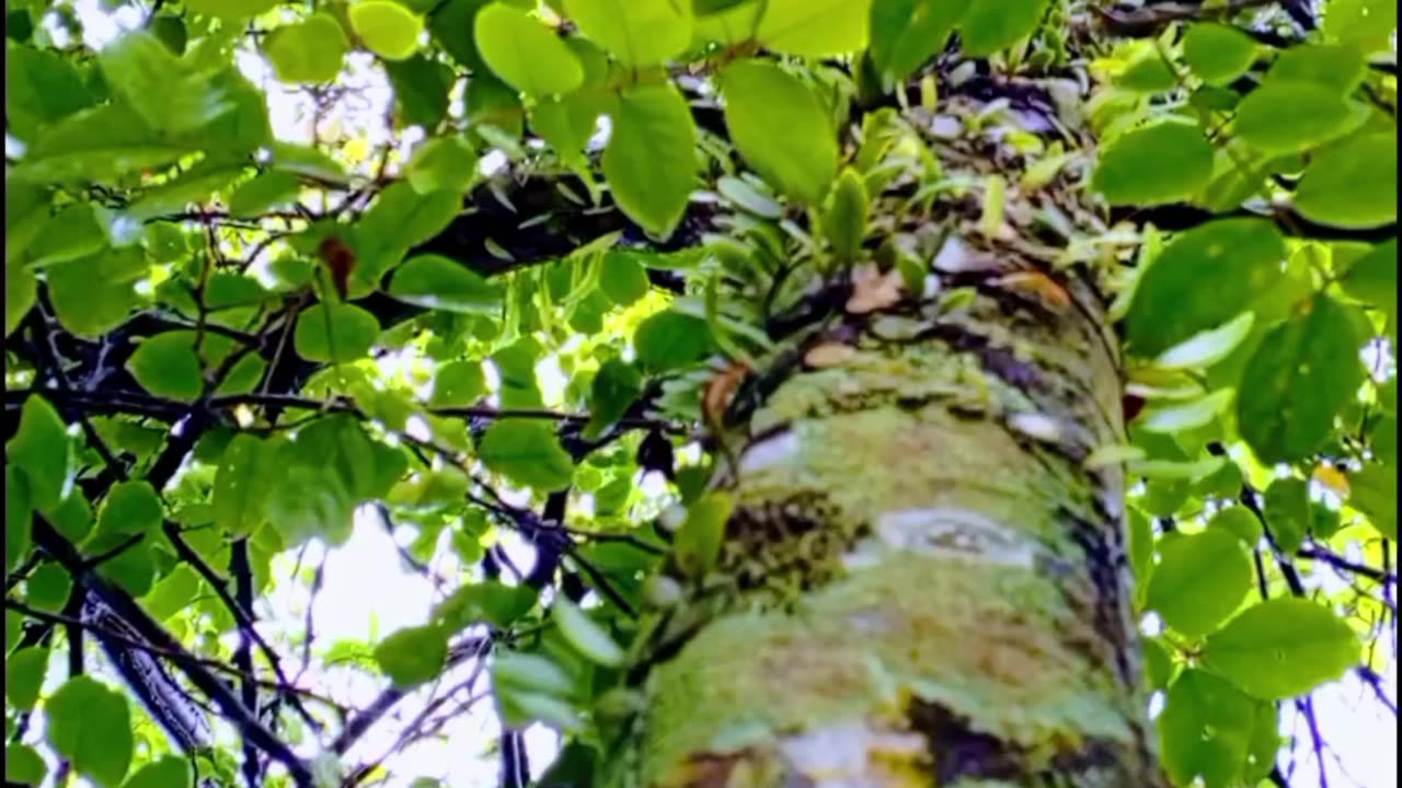 A very beautiful tree