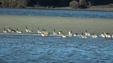 Canada Geese