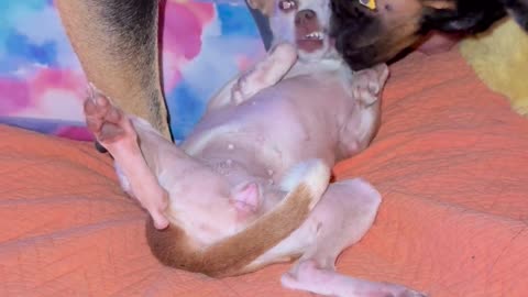 😂🦷 Dog's Hilarious Reaction to Getting Teeth Brushed! | FunFM
