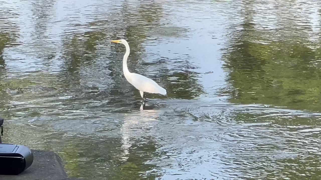 Great White Egret fishing the Humber River