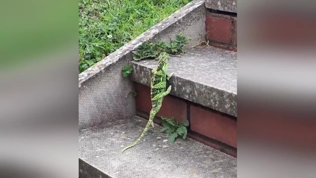 Funniest video-Animal 2
