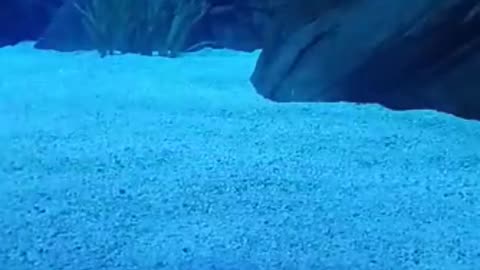 Hammer Head #sharks #hammerheadshark