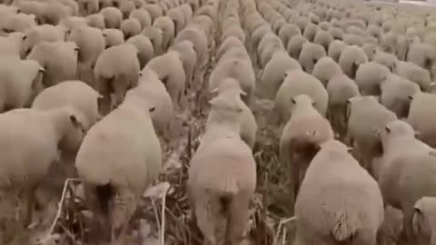 Sheep(le)
