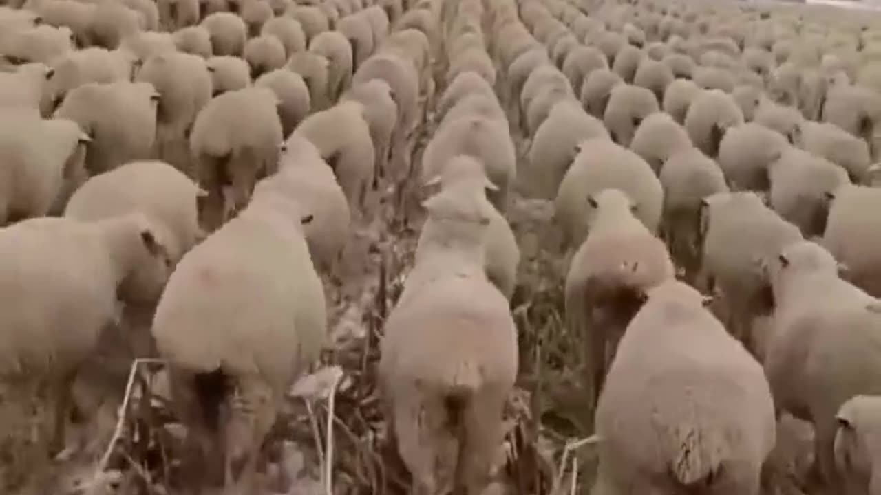 Sheep(le)