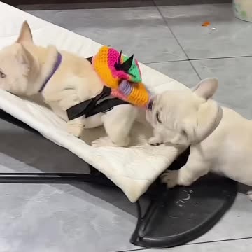 Both of them are competing, let's see who will win