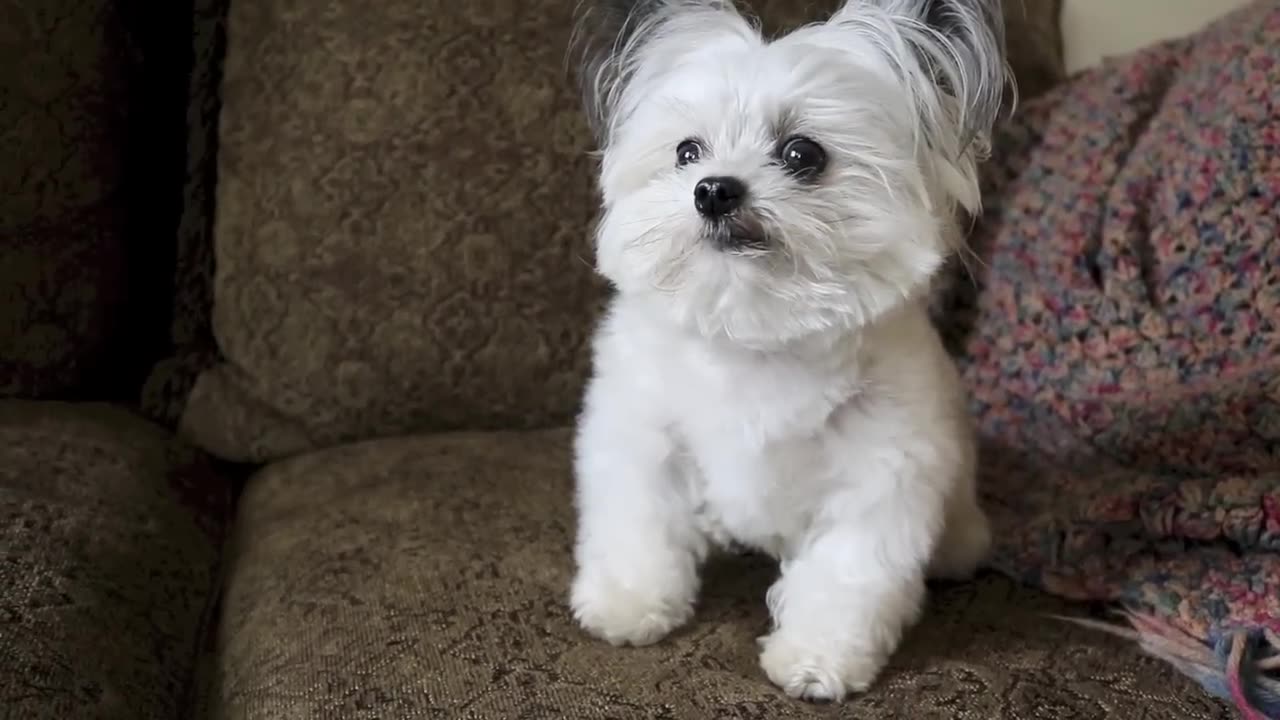 when Norbert realizes he's getting a second treat.....priceless🐶