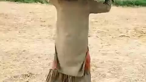 Funny Shorts