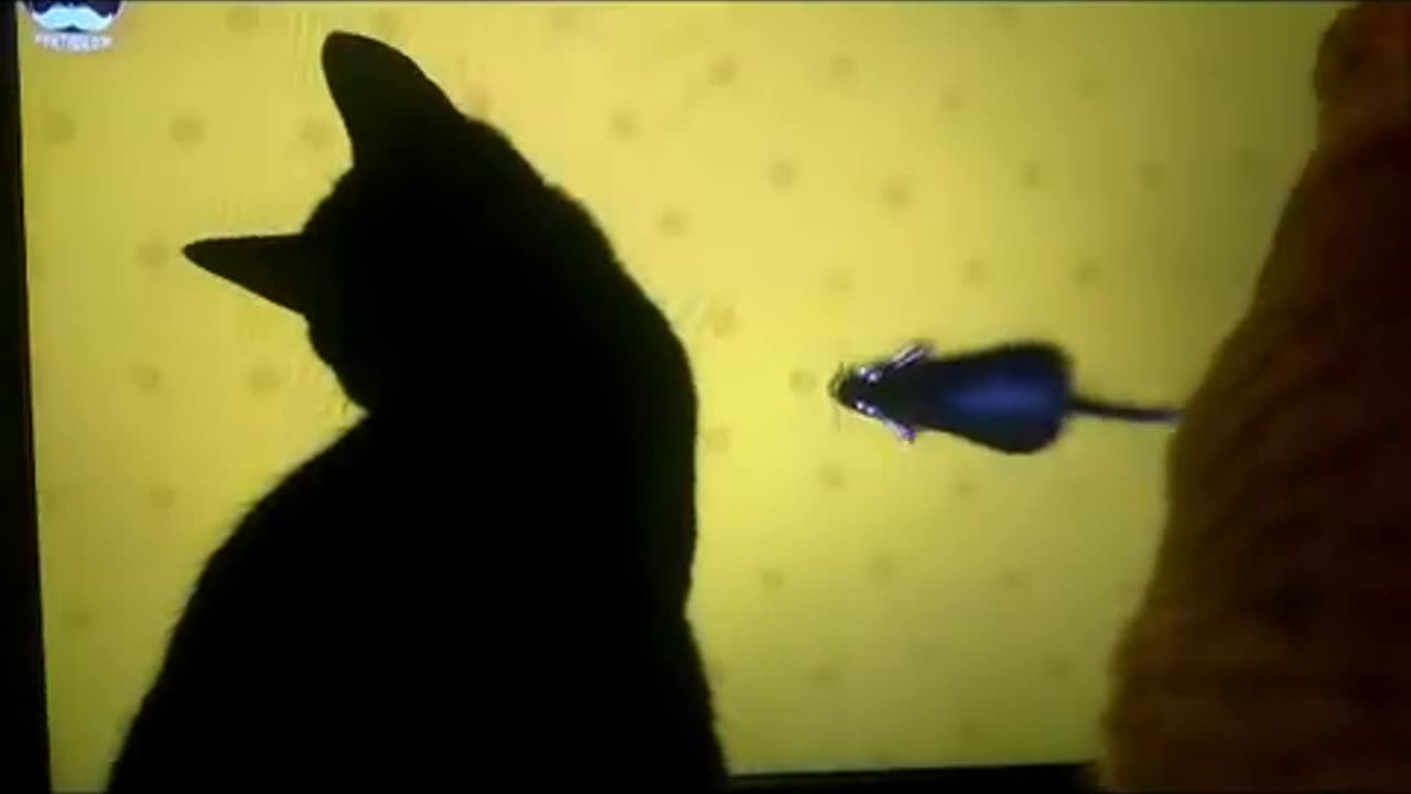 cats hobbys