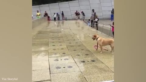 Unexpected laugh with these funny dogs