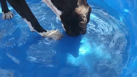 Pup blowing bubbles