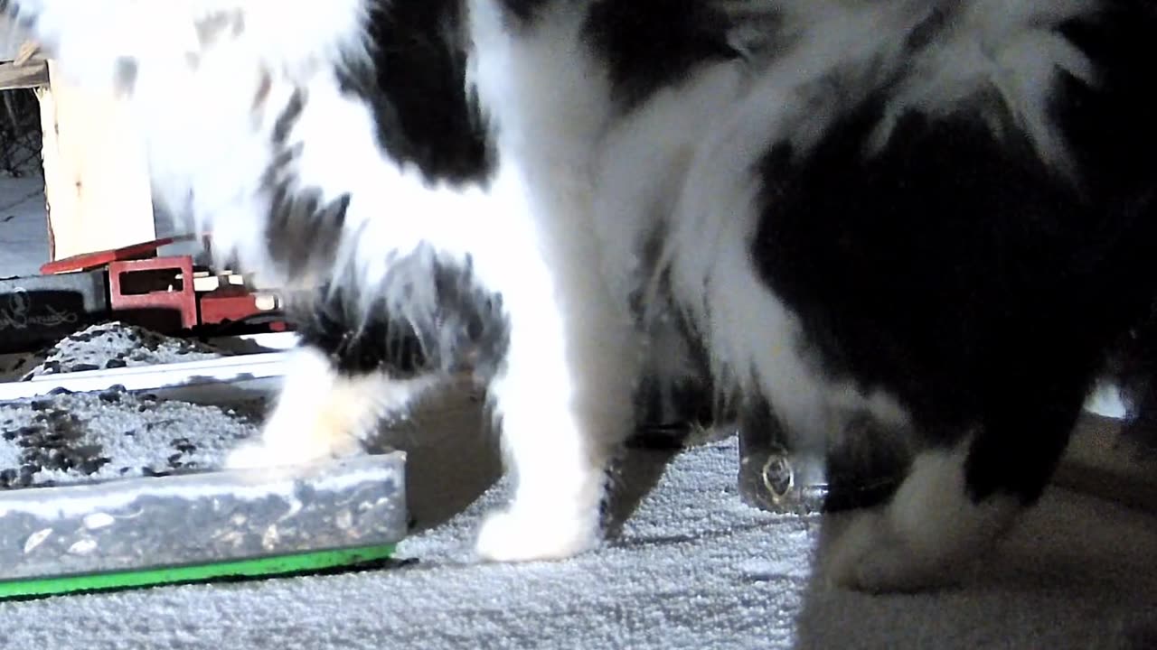Chat en pleine exploration nocturne à la mangeoire!