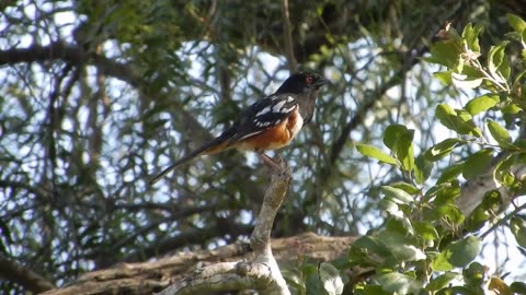 Spotted Towhee
