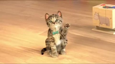Very funny cat