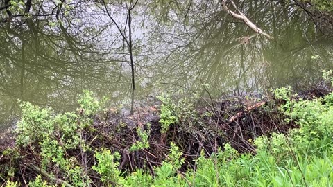 Beaver Dam #Beaver 🦫