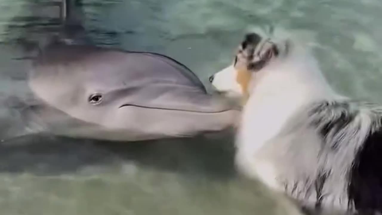 "Dog Meets Dolphin – A Beautiful Moment of Connection in Nature"