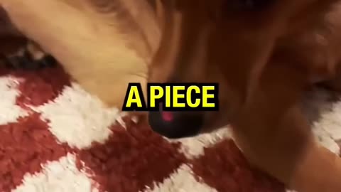 "Our Stray's Hiding Habit Led to a Terrifying Nose Injury 😭 🐾 "
