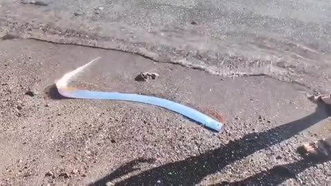 This rarely seen deep-sea creature, known as an oarfish, has washed ashore in Mexico.