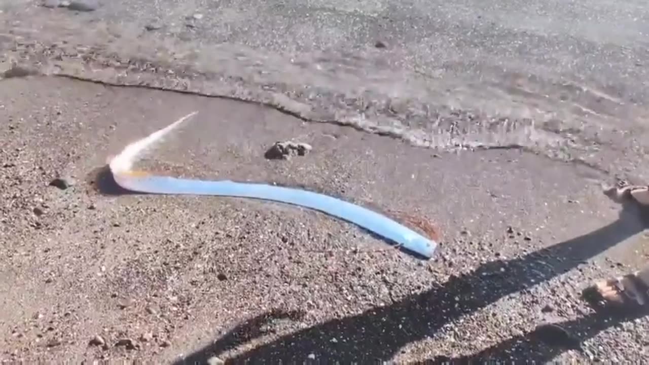 This rarely seen deep-sea creature, known as an oarfish, has washed ashore in Mexico.