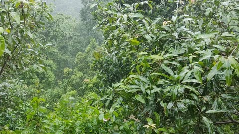 NatureSounds #RainInHills #RumbleBangla