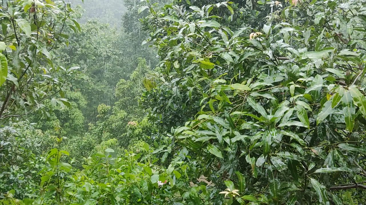 NatureSounds #RainInHills #RumbleBangla