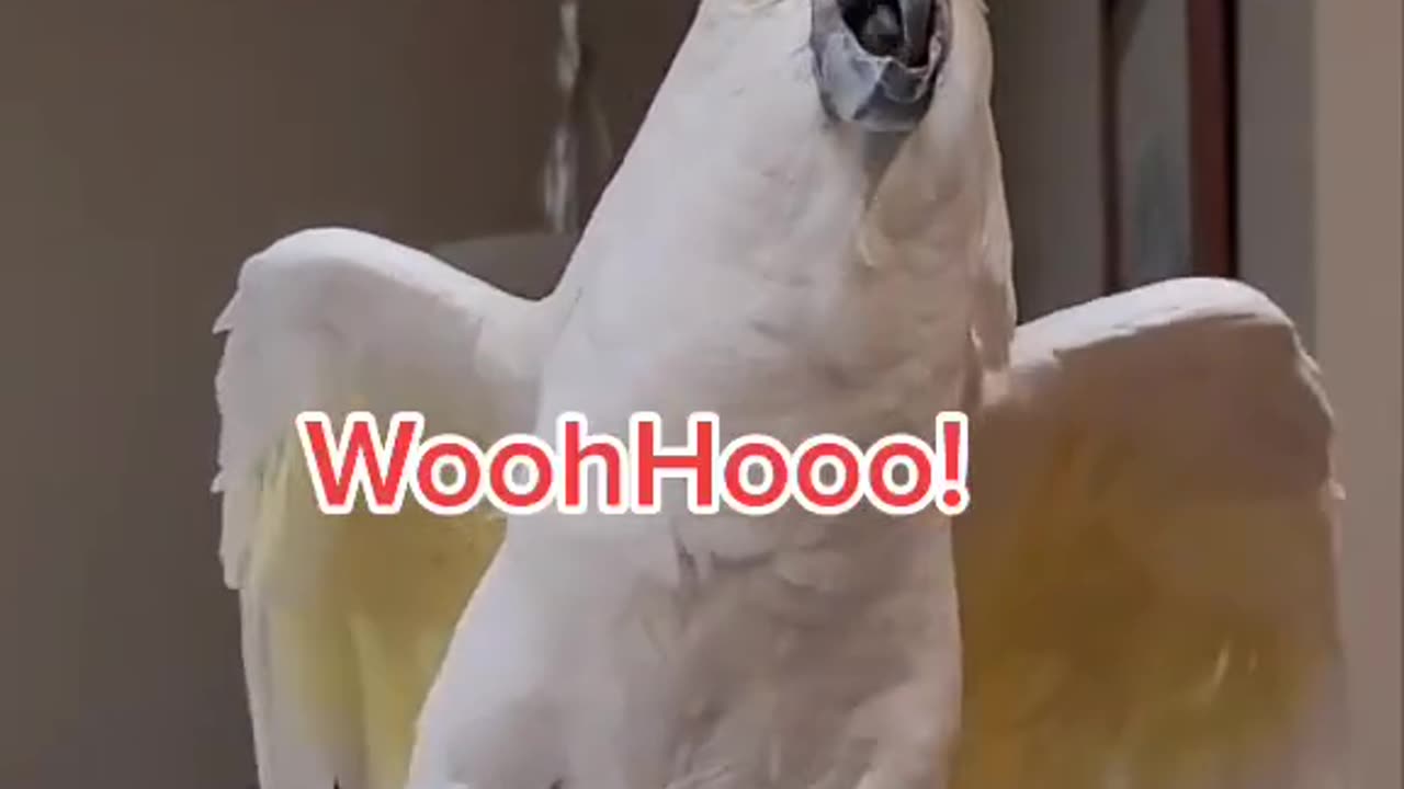 this parrot is straight-up savage 😂