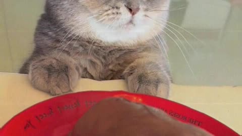 The kitten wants to eat a pig's nose.