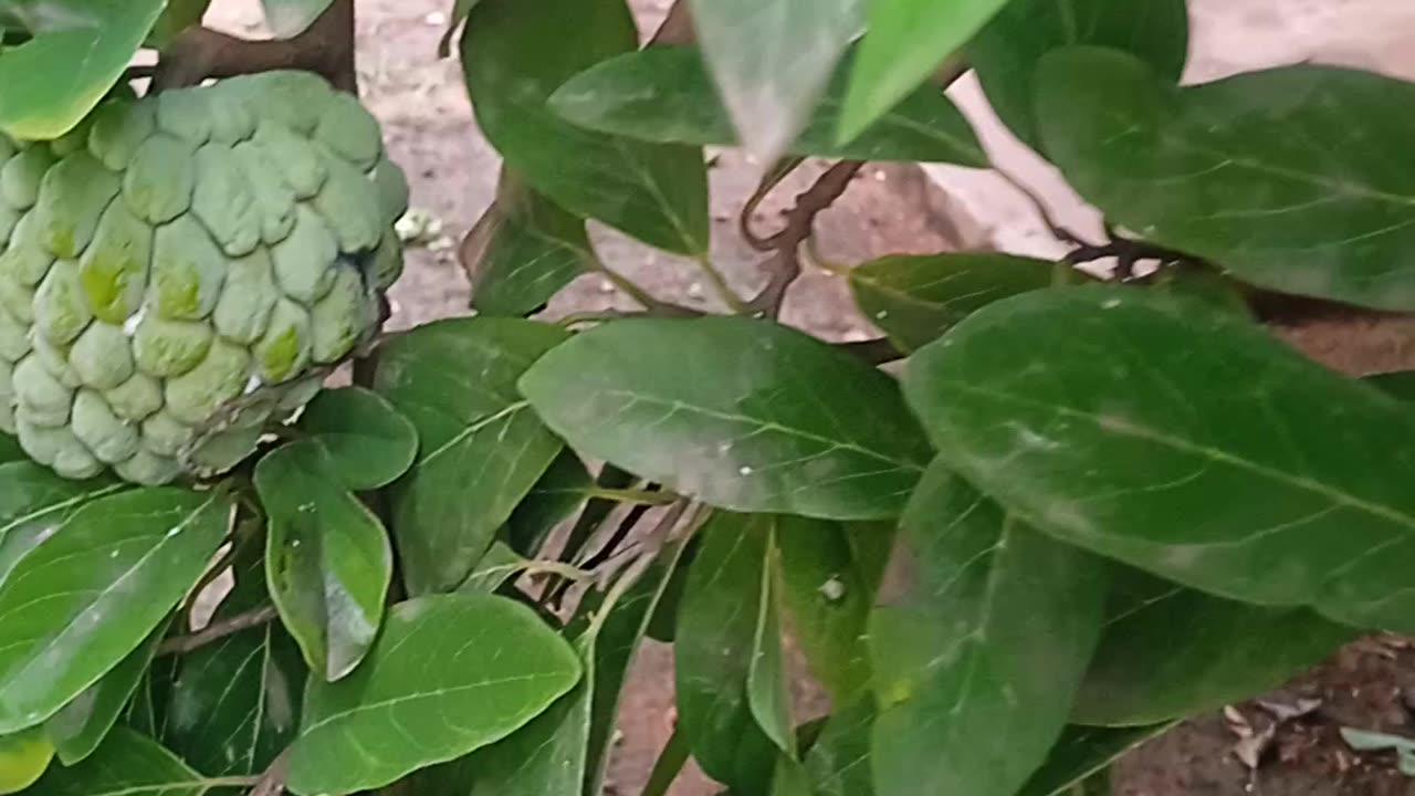 Nature