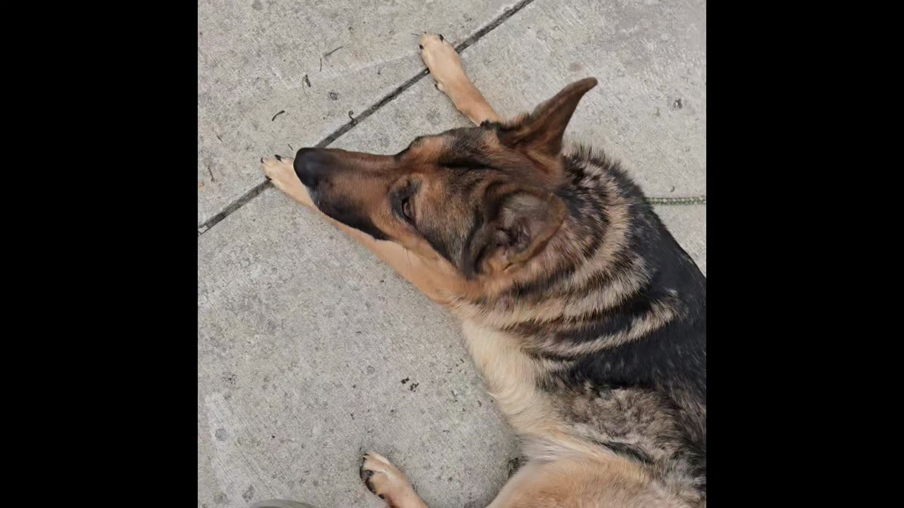 Virgil german shepherd.