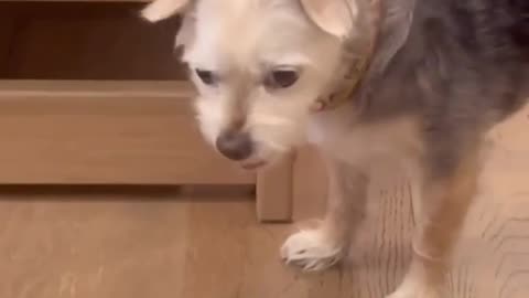 😂🕵️‍♀️ Penny's Guilty Face is PRICELESS! | FunFM