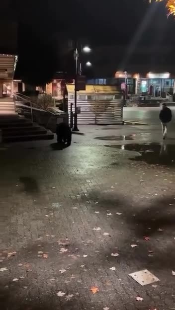 Weird black bear encounter 😒