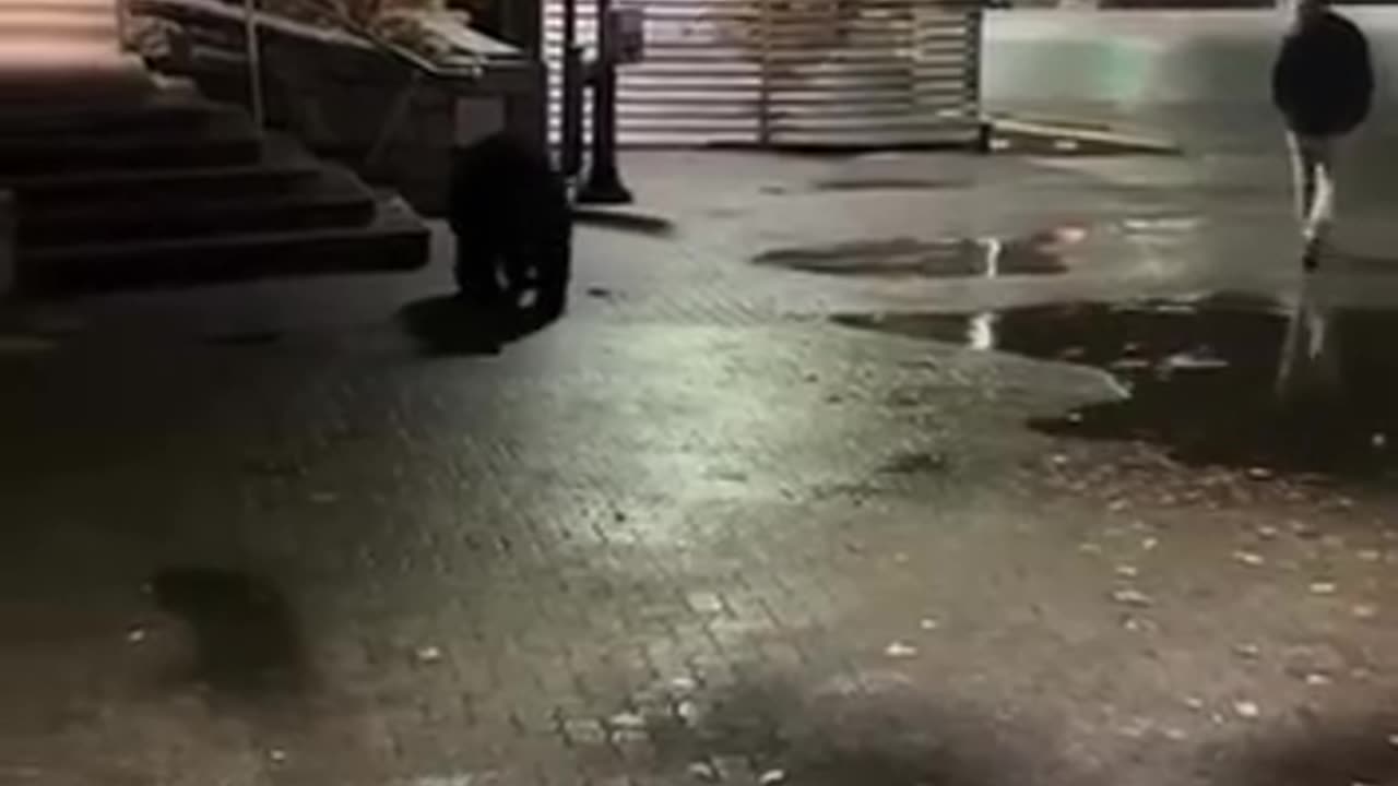 Weird black bear encounter 😒