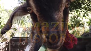 The Goat That Guarded a Fort | #Shorts #history
