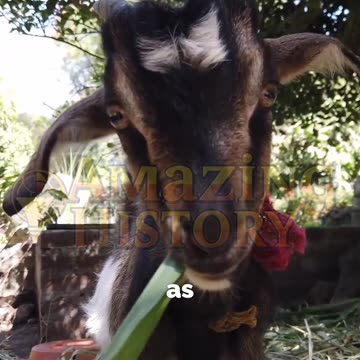 The Goat That Guarded a Fort | #Shorts #history