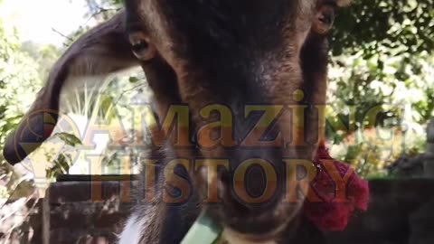 The Goat That Guarded a Fort | #Shorts #history