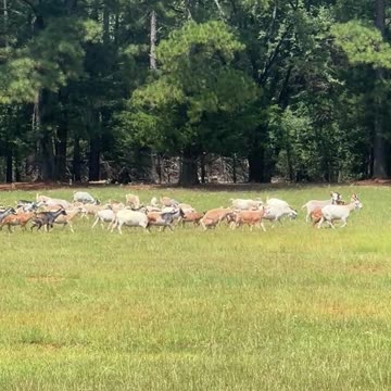 New Grass is the Best Grass!!