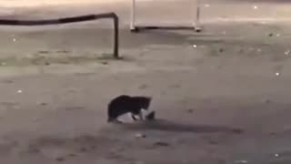 😂 Haha! You Can't Miss This Funny Clip! | FunFM