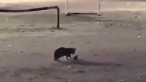 😂 Haha! You Can't Miss This Funny Clip! | FunFM