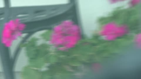 BABY PLANTS growing outside of motel! How precious!!!