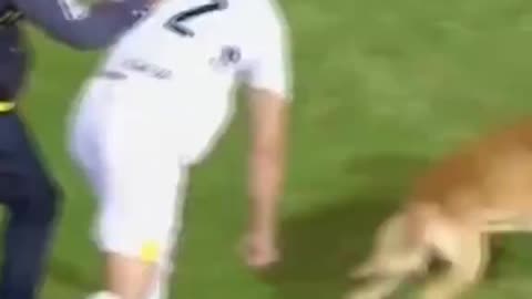 Tuvieron que hacerle falta para pararlo